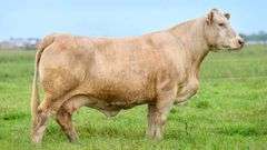 TAG 23B COW