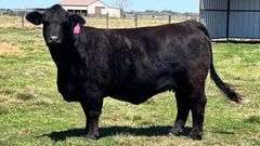 TAG 11B COW PAIR