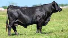 TAG 41B COW