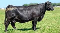 TAG 42B COW