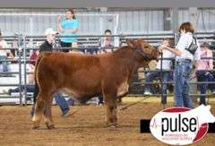 TAG 11B COW PAIR