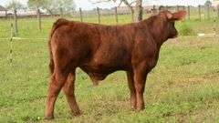 TAG 42B COW