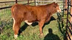 TAG 11B COW PAIR