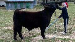TAG 42B COW