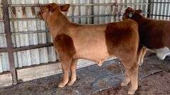 TAG 11B COW PAIR