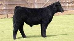 DONOR 8101 X HIA PREGNANT RECIP