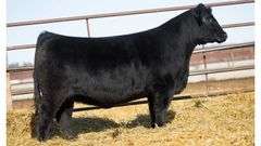 DONOR 8101 X HIA PREGNANT RECIP