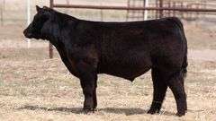 TAG 145 STEER