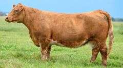 TAG LIL HEAT COW