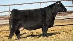 6023 X HIA PREGNANT RECIP