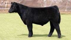 881 X IGWT PREGNANT RECIP