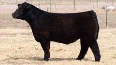 TAG 133 STEER