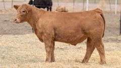 TAG 147 STEER
