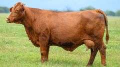 TAG 416Z COW PAIR