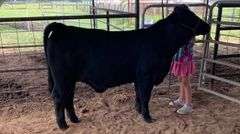 TAG 320A COW