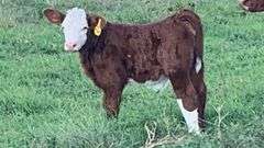 TAG 416Z COW PAIR