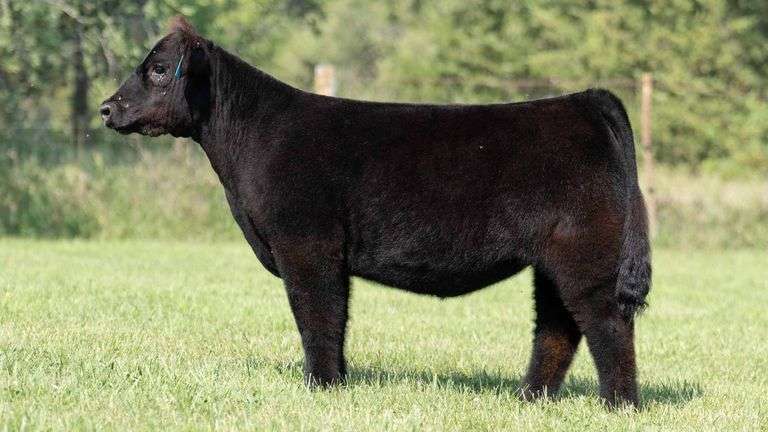 TAG 319 HEIFER