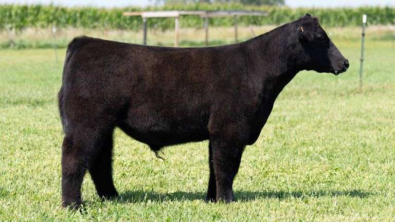 TAG 135 STEER