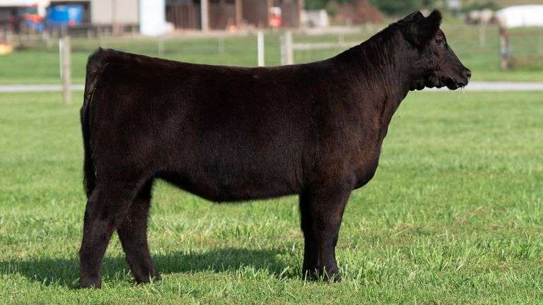 TAG 104 HEIFER