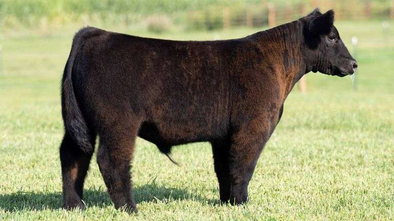TAG 134 STEER