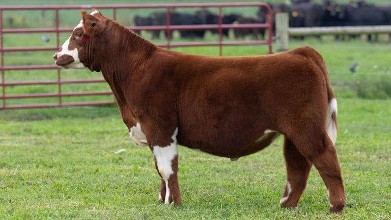TAG 10 STEER