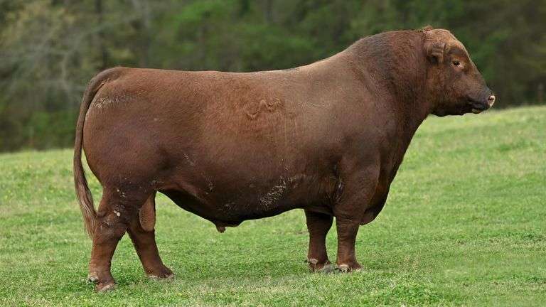 KING OF COWBOYS A SEMEN