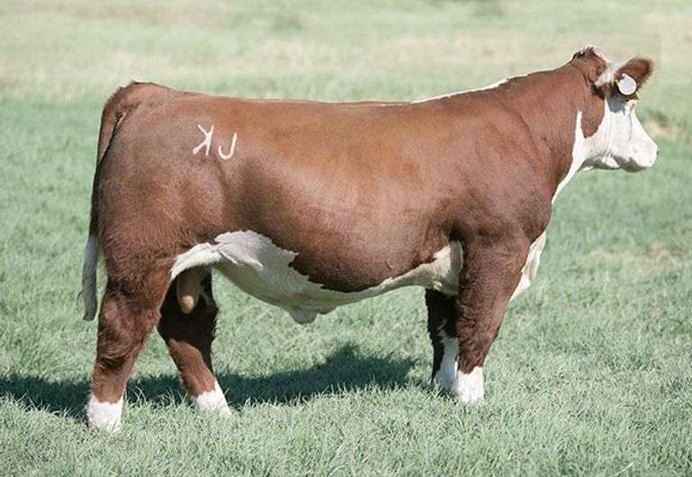 EASY JETT A SEMEN