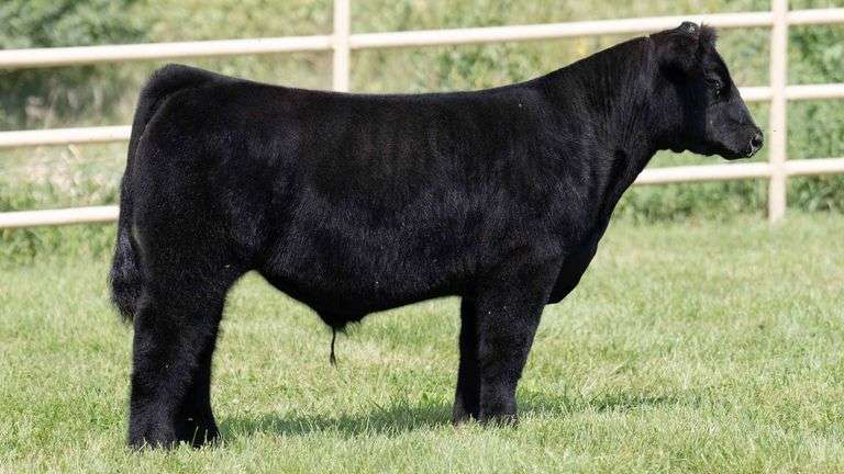 TAG 303 STEER