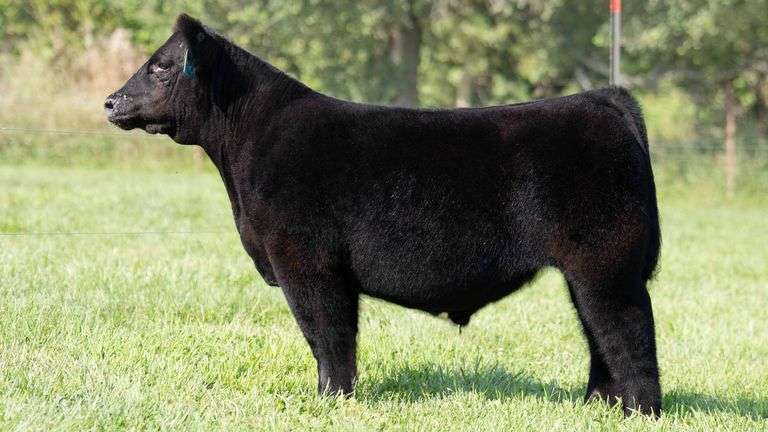 TAG 316 STEER