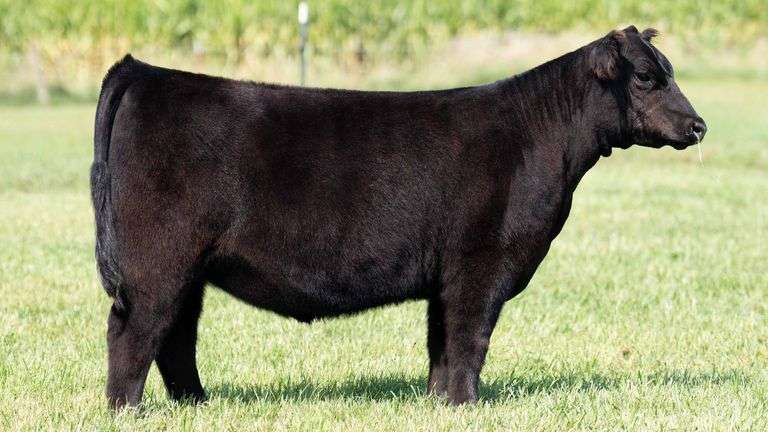 TAG 136 HEIFER