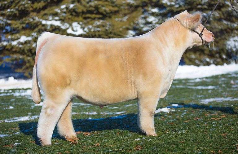 IGWT SEMEN