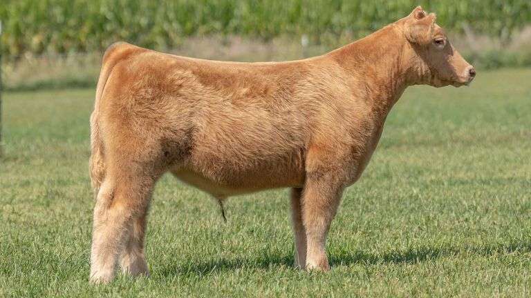 TAG 133 STEER