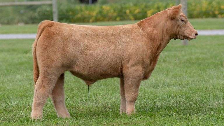 TAG 111 STEER