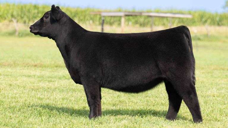 TAG 106 HEIFER