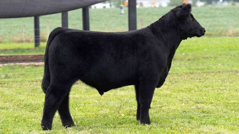 TAG 5 STEER