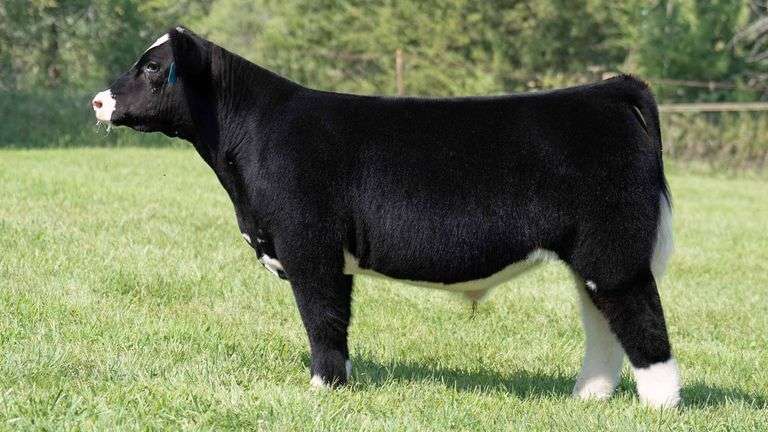 TAG 304 STEER