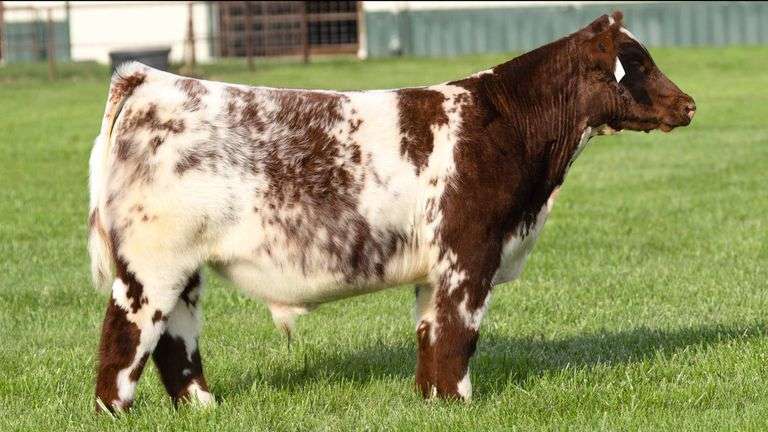 TAG 99 STEER