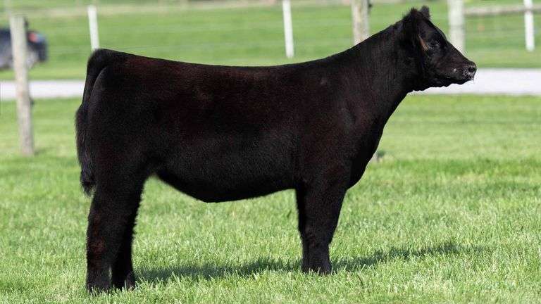 TAG 106 HEIFER