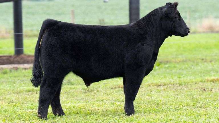 TAG 1 STEER