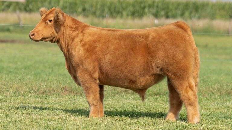 TAG 107 STEER