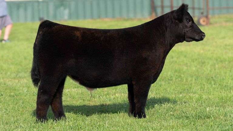 TAG 98 STEER