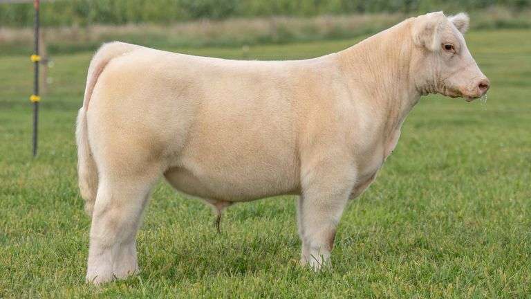 TAG 108 STEER