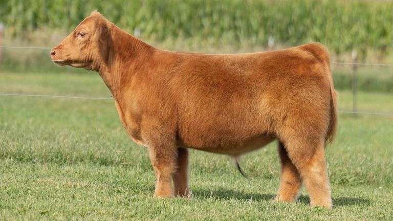 TAG 102 STEER