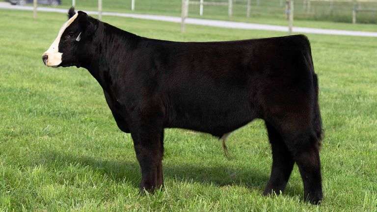 TAG 103 STEER