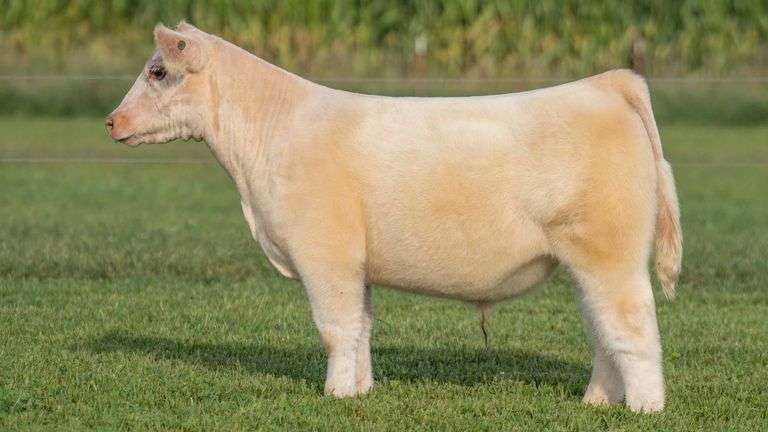 TAG 103 STEER