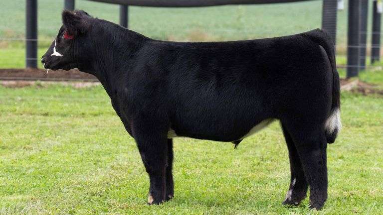 TAG 7 STEER