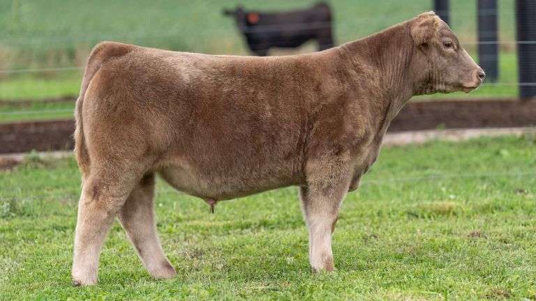 TAG 9 STEER