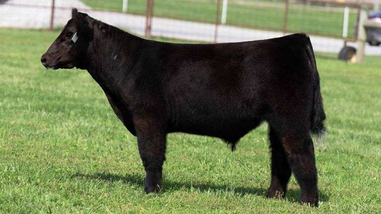 TAG 108 STEER