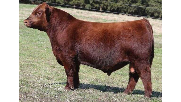 RED EAGLE A SEMEN