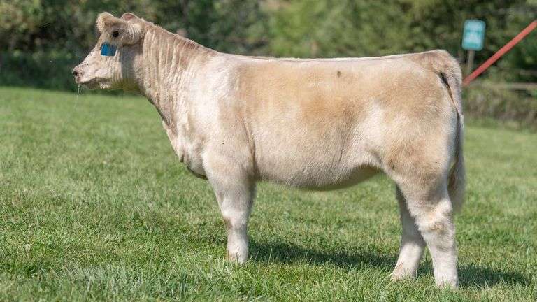 TAG 314 HEIFER